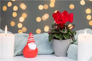 Cyclamen persicum, rot - Alpenveilchen Cyclamen persicum, rot - Alpenveilchen