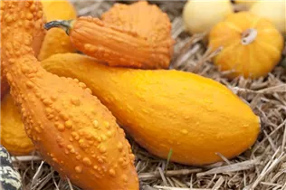 Cucurbita pepo subsp. pepo convar. microcarpina 'Crookneck' - Zierkürbis