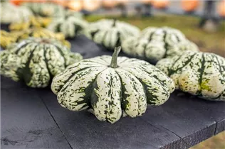 Cucurbita pepo var. patisoniana - Patisson