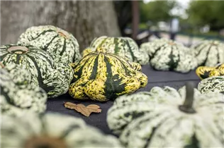 Cucurbita pepo var. patisoniana - Patisson