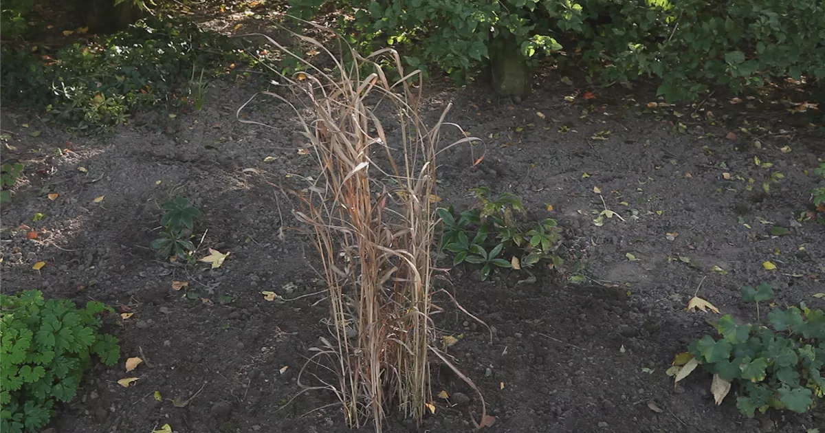  - Rutenhirse - Zurückschneiden im Frühling