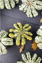 Cucurbita pepo var. patisoniana - Patisson