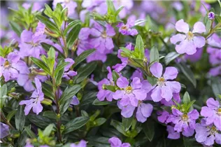 Cuphea hyssopifolia - Köcherblume Cuphea hyssopifolia - Köcherblume