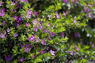 Cuphea hyssopifolia - Köcherblume Cuphea hyssopifolia - Köcherblume
