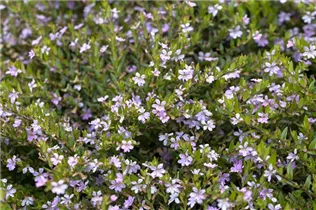 Cuphea hyssopifolia - Köcherblume Cuphea hyssopifolia - Köcherblume