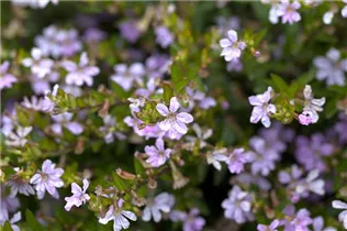 Cuphea hyssopifolia - Köcherblume Cuphea hyssopifolia - Köcherblume