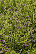 Cuphea hyssopifolia - Köcherblume Cuphea hyssopifolia - Köcherblume