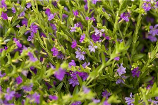 Cuphea hyssopifolia - Köcherblume Cuphea hyssopifolia - Köcherblume