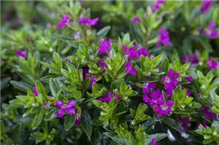 Cuphea hyssopifolia - Köcherblume Cuphea hyssopifolia - Köcherblume