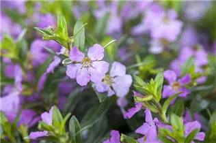 Cuphea hyssopifolia - Köcherblume Cuphea hyssopifolia - Köcherblume