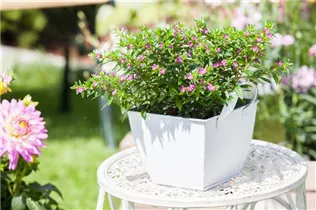 Cuphea hyssopifolia - Köcherblume Cuphea hyssopifolia - Köcherblume