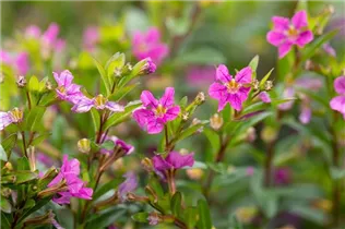 Cuphea hyssopifolia Cupid™ - Köcherblume Cupid™ Cuphea hyssopifolia Cupid™ - Köcherblume Cupid™