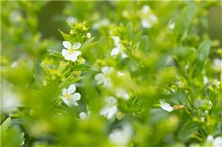 Cuphea hyssopifolia Cupid™ - Köcherblume Cupid™ Cuphea hyssopifolia Cupid™ - Köcherblume Cupid™