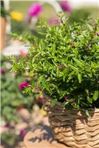 Cuphea hyssopifolia 'Twins' - Köcherblume 'Twins' Cuphea hyssopifolia 'Twins' - Köcherblume 'Twins'