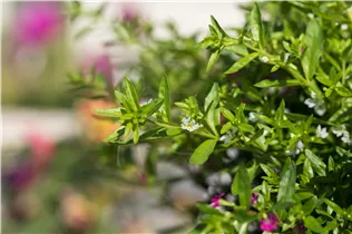 Cuphea hyssopifolia 'Twins' - Köcherblume 'Twins' Cuphea hyssopifolia 'Twins' - Köcherblume 'Twins'