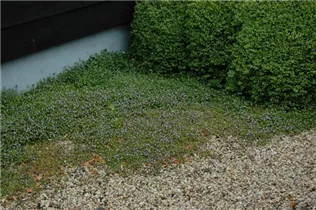 Cymbalaria muralis - Mauer-Zimbelkraut Cymbalaria muralis - Mauer-Zimbelkraut