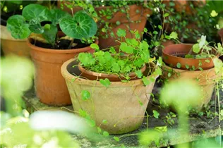 Cymbalaria muralis - Mauer-Zimbelkraut Cymbalaria muralis - Mauer-Zimbelkraut