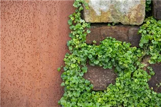 Cymbalaria muralis - Mauer-Zimbelkraut Cymbalaria muralis - Mauer-Zimbelkraut