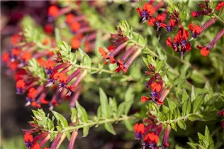 Cuphea llavea 'Tiny Mice'® - Mickymaus-Pflanze 'Tiny Mice'®