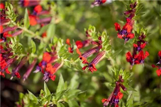 Cuphea llavea 'Tiny Mice'® - Mickymaus-Pflanze 'Tiny Mice'®