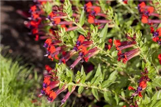 Cuphea llavea 'Tiny Mice'® - Mickymaus-Pflanze 'Tiny Mice'®