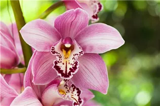 Cymbidium - Kahnlippe Cymbidium - Kahnlippe