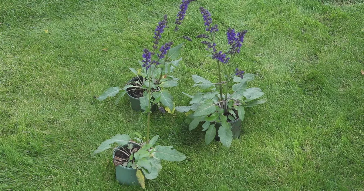  - Salbei - Einpflanzen im Garten