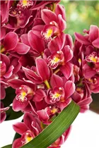 Cymbidium - Kahnlippe Cymbidium - Kahnlippe