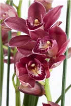 Cymbidium - Kahnlippe Cymbidium - Kahnlippe