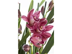 Cymbidium 'Tineke' - Cymbidie Cymbidium 'Tineke' - Cymbidie