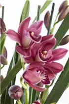 Cymbidium - Kahnlippe Cymbidium - Kahnlippe