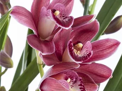 Cymbidium 'Tineke' - Cymbidie Cymbidium 'Tineke' - Cymbidie