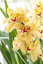 Cymbidium - Kahnlippe Cymbidium - Kahnlippe