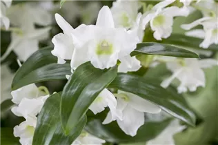 Cymbidium - Kahnlippe Cymbidium - Kahnlippe