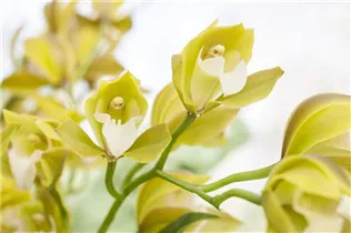Cymbidium - Kahnlippe Cymbidium - Kahnlippe