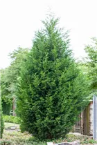 Cupressocyparis leylandii - Leylandzypresse