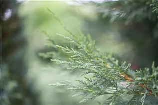 Cupressocyparis leylandii - Leylandzypresse