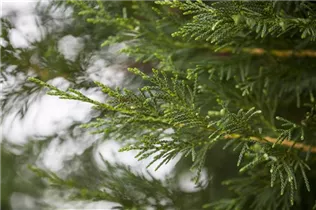 Cupressocyparis leylandii - Leylandzypresse