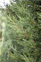 Cupressocyparis leylandii - Leylandzypresse