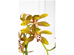 Cymbidium 'Magic Chocolate' - Cymbidie 'Magic Chocolate' Cymbidium 'Magic Chocolate' - Cymbidie 'Magic Chocolate'