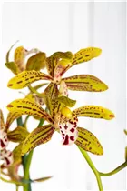 Cymbidium 'Magic Chocolate' - Cymbidie 'Magic Chocolate' Cymbidium 'Magic Chocolate' - Cymbidie 'Magic Chocolate'