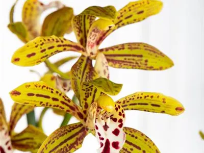Cymbidium 'Magic Chocolate' - Cymbidie 'Magic Chocolate' Cymbidium 'Magic Chocolate' - Cymbidie 'Magic Chocolate'
