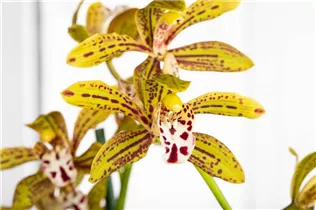 Cymbidium 'Magic Chocolate' - Cymbidie 'Magic Chocolate' Cymbidium 'Magic Chocolate' - Cymbidie 'Magic Chocolate'
