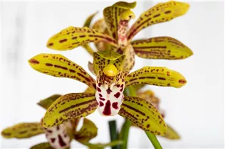 Cymbidium 'Magic Chocolate' - Cymbidie 'Magic Chocolate' Cymbidium 'Magic Chocolate' - Cymbidie 'Magic Chocolate'