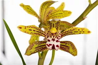 Cymbidium 'Magic Chocolate' - Cymbidie 'Magic Chocolate' Cymbidium 'Magic Chocolate' - Cymbidie 'Magic Chocolate'