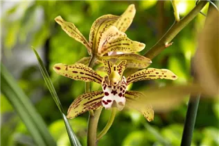 Cymbidium 'Magic Chocolate' - Cymbidie 'Magic Chocolate' Cymbidium 'Magic Chocolate' - Cymbidie 'Magic Chocolate'