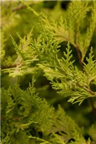 Cupressocyparis leylandii 'Gold Rider' - Leyland-Zypresse 'Gold Rider' Cupressocyparis leylandii 'Gold Rider' - Leyland-Zypresse 'Gold Rider'