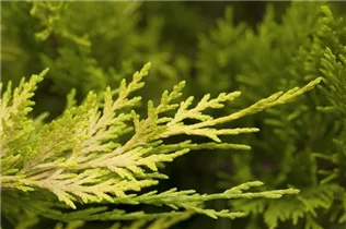 Cupressocyparis leylandii 'Gold Rider' - Leyland-Zypresse 'Gold Rider' Cupressocyparis leylandii 'Gold Rider' - Leyland-Zypresse 'Gold Rider'