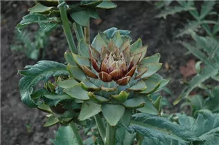 Cynara scolymus 'Green Globe' - Gemüse-Artischocke 'Green Globe'