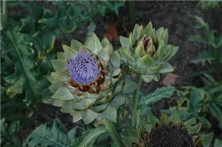 Cynara scolymus 'Green Globe' - Gemüse-Artischocke 'Green Globe'